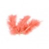 PLUMES CORAIL  (x 20)