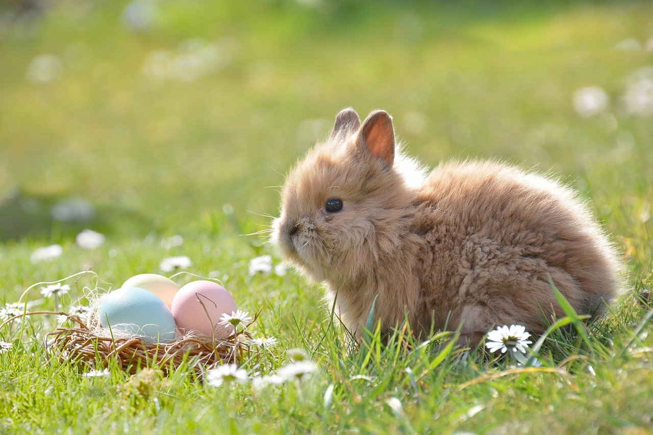 Œufs, lapins, cloches : pourquoi mange-t-on du chocolat à Pâques ?